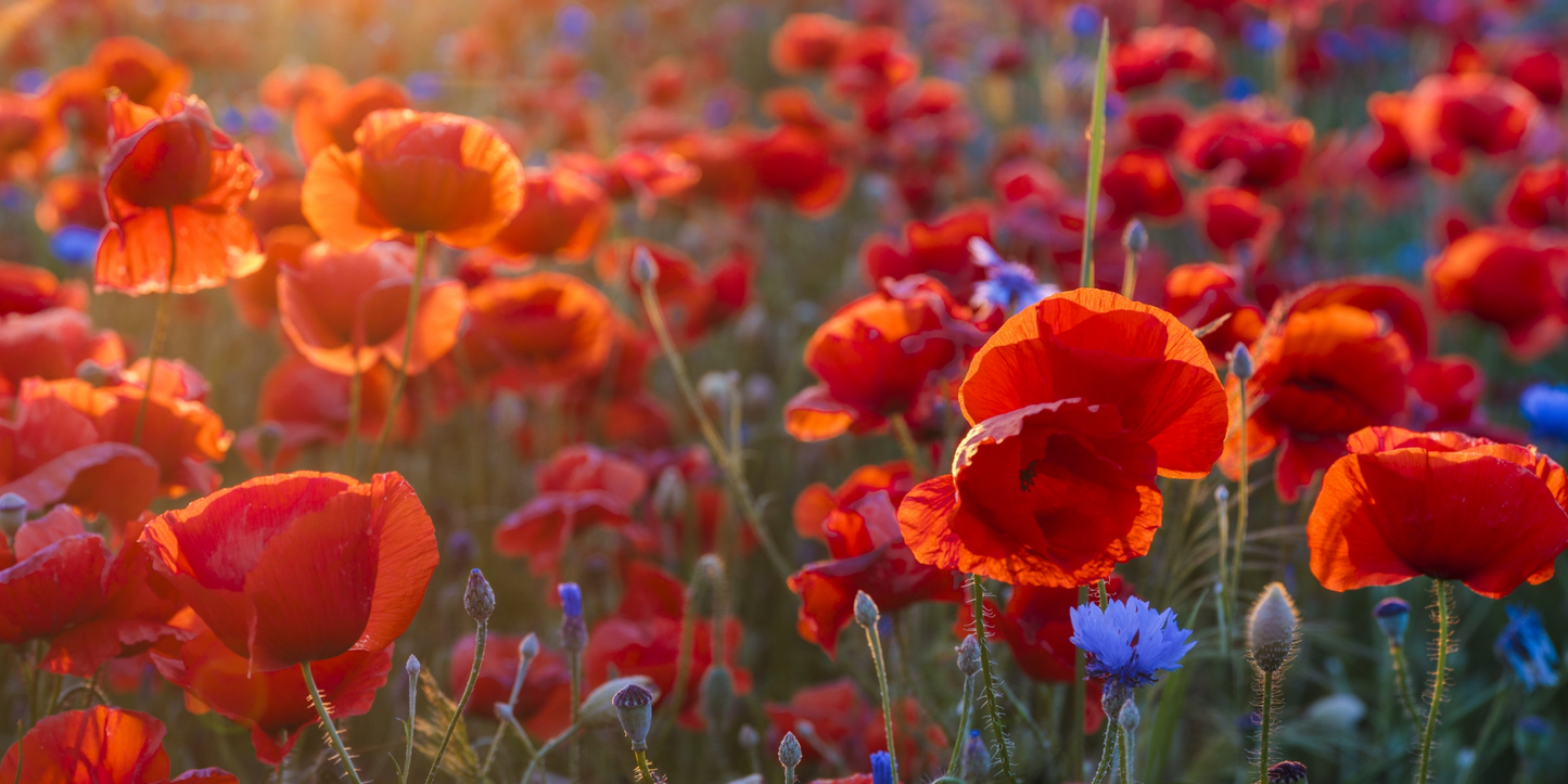 Coquelicot